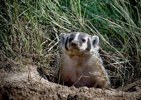 Kansas badgers - The Badger Creek Trail North is a hiking and mountain biking trail located at the northeast side of Fall River Lake in Greenwood County, Kansas. The terrain is very rugged, rocky and heavily wooded. The terrain is very rugged, rocky and heavily wooded.